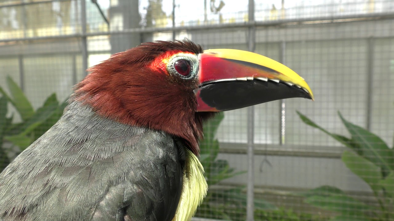 キムネチュウハシ