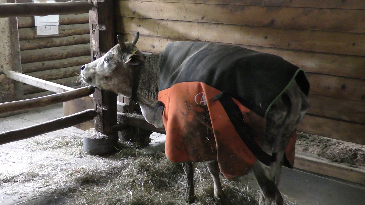 Miniature zebu