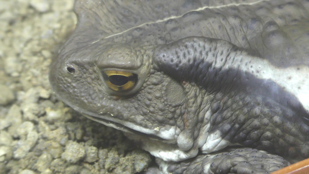 ニホンヒキガエル
