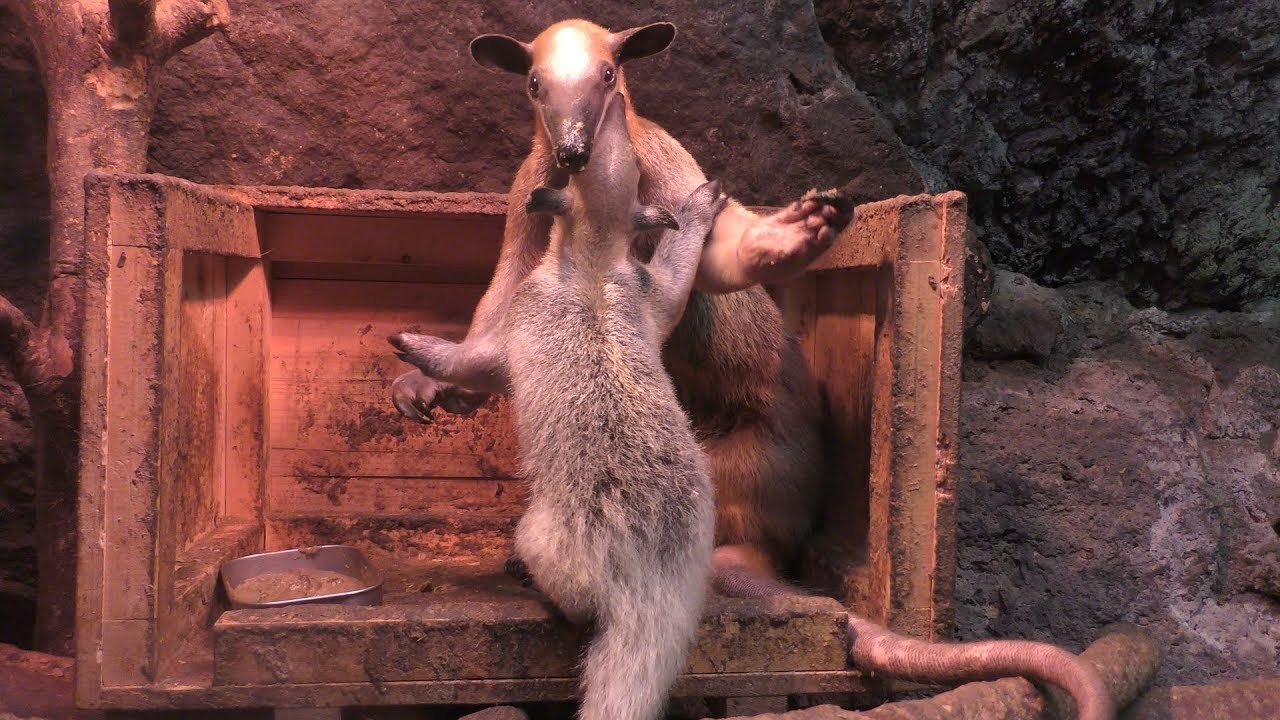 Mammalia