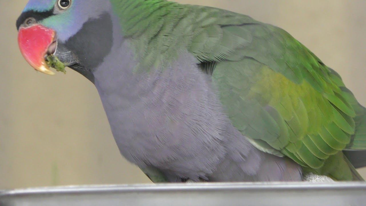 オオダルマインコ