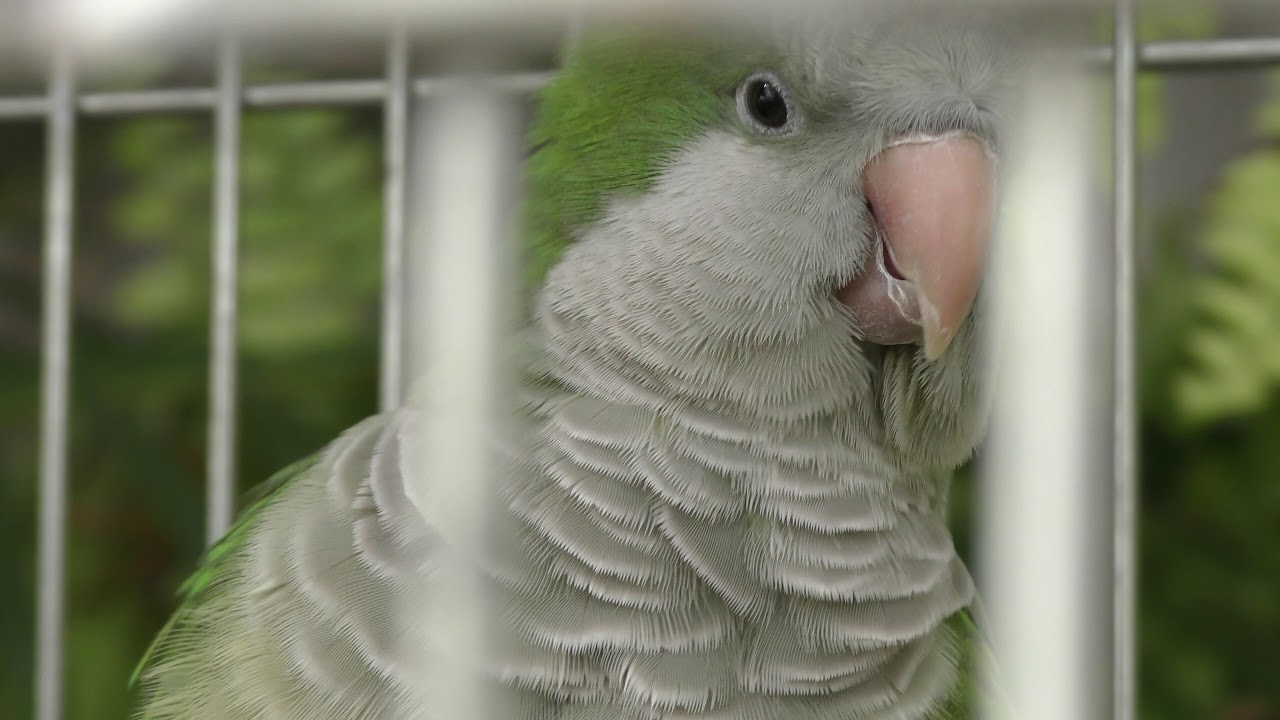 オキナインコ