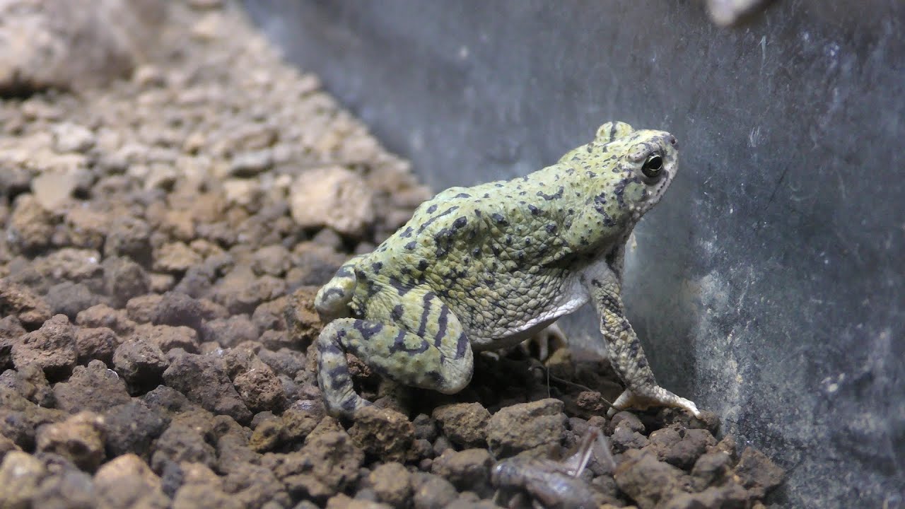 テキサスミドリヒキガエル
