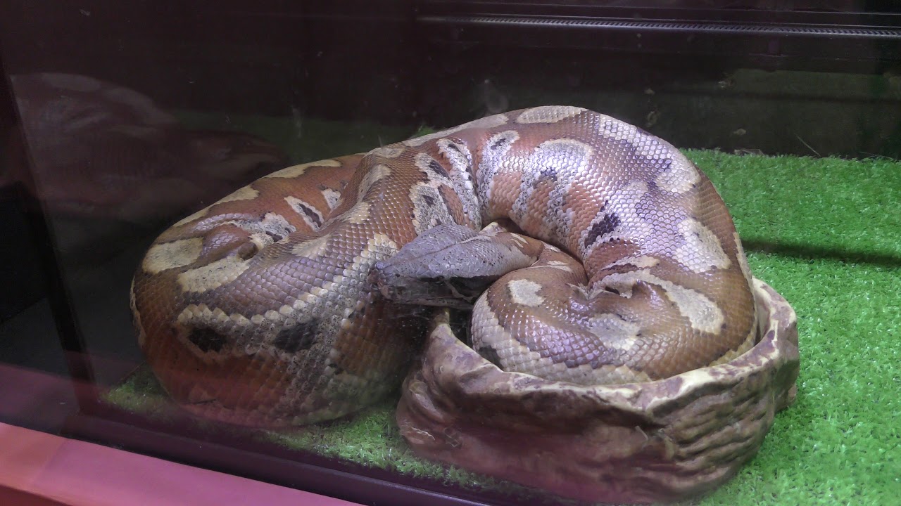 爬虫綱　Reptilia