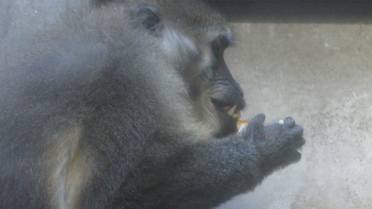 ゴールデンマンガベイ