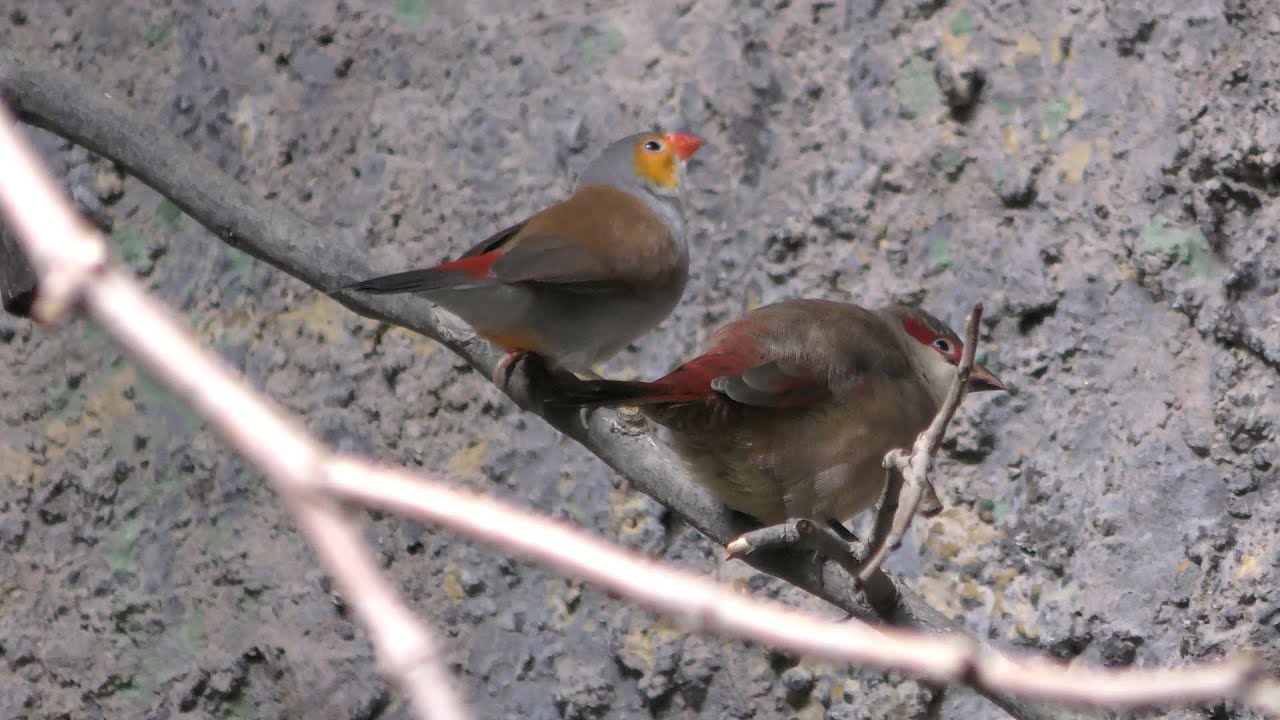 ホウコウチョウ