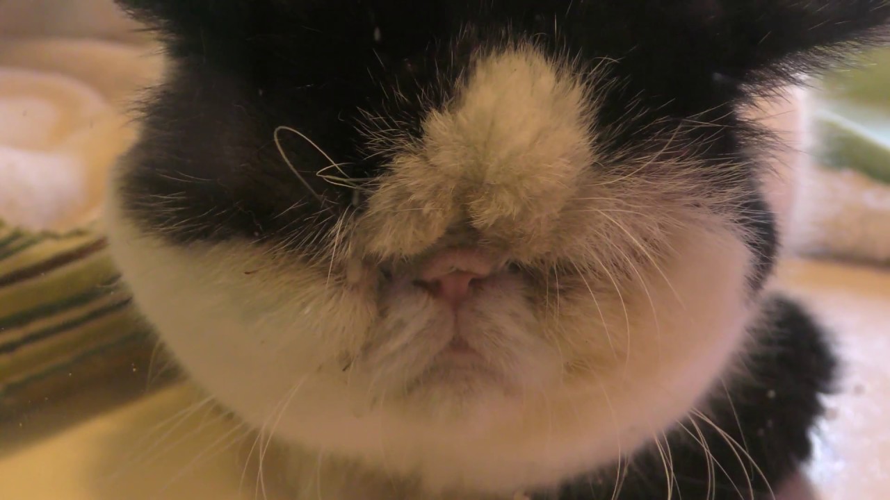 Exotic shorthair