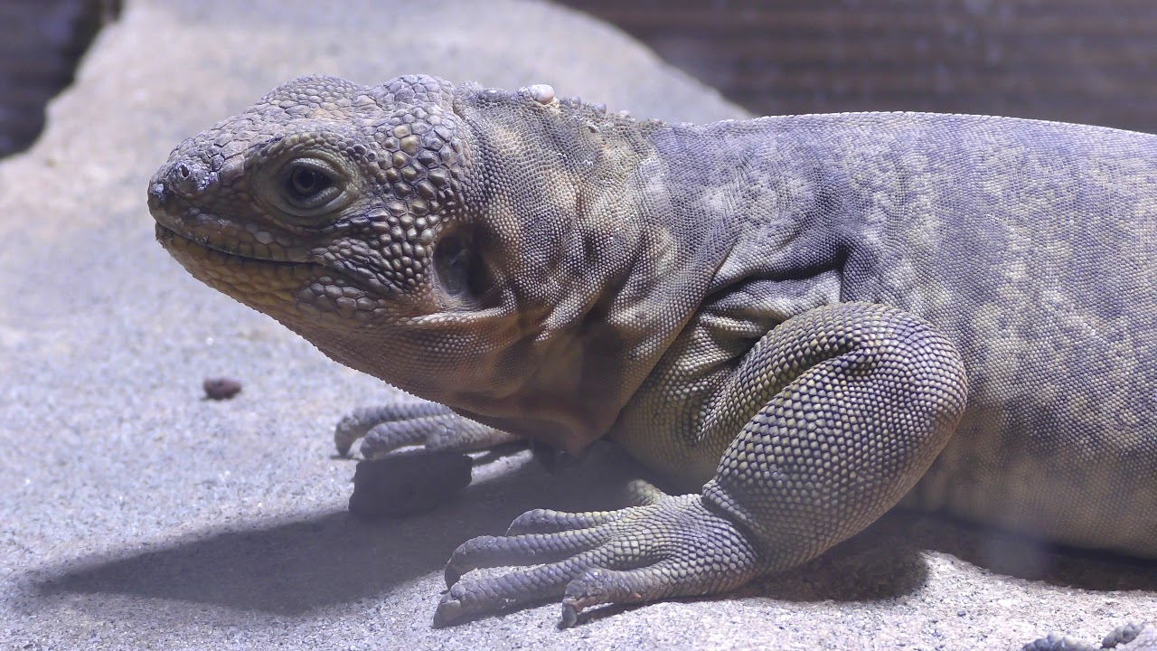 ガラパゴスリクイグアナ
