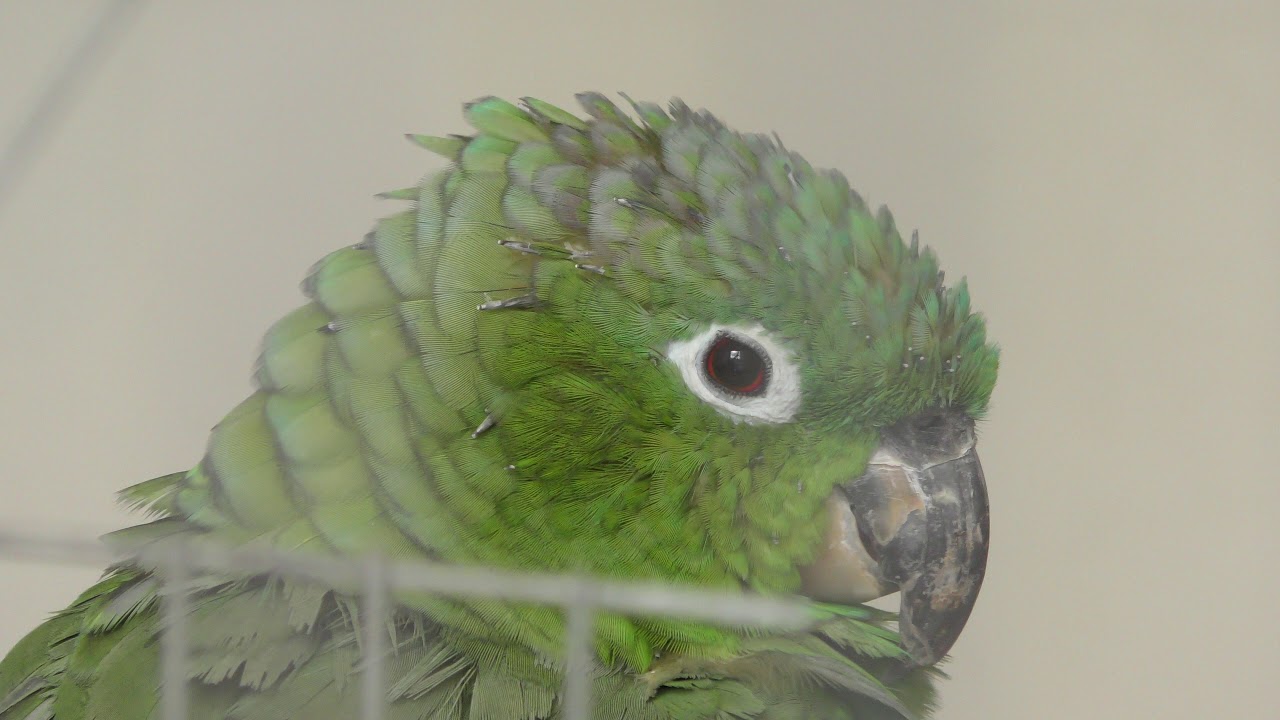 メジロムジボウシインコ