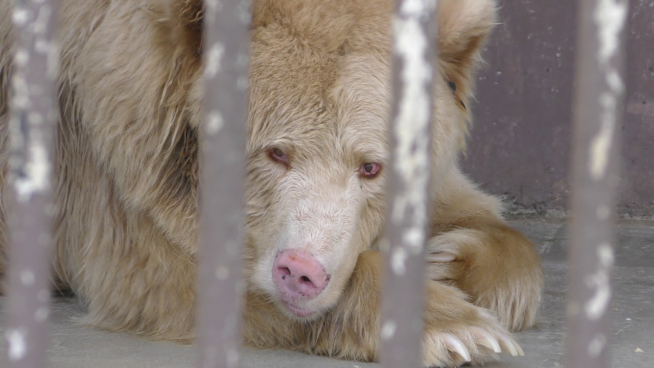 Eurasian brown bear
