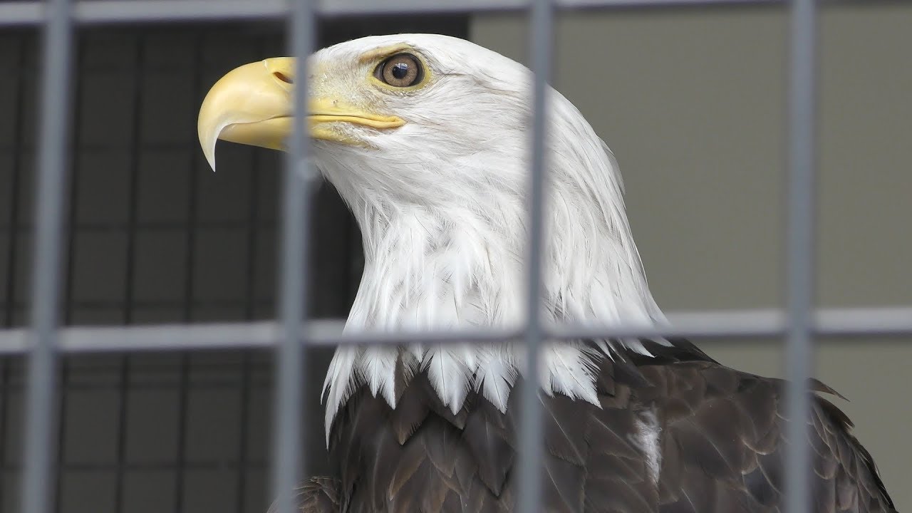 ハクトウワシ