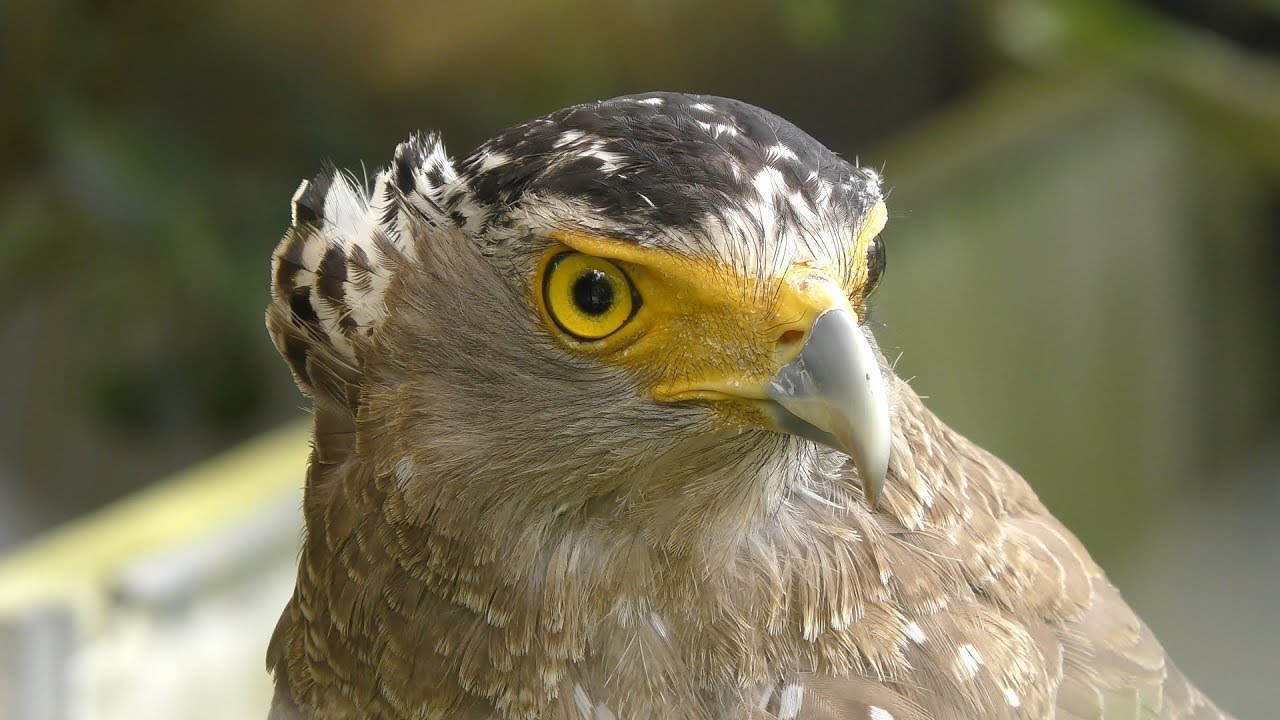 Crested serpent eagle