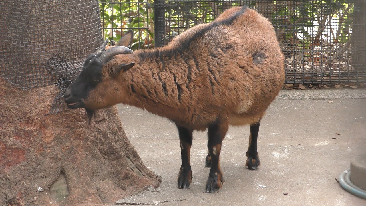 ヤクシマヤギ