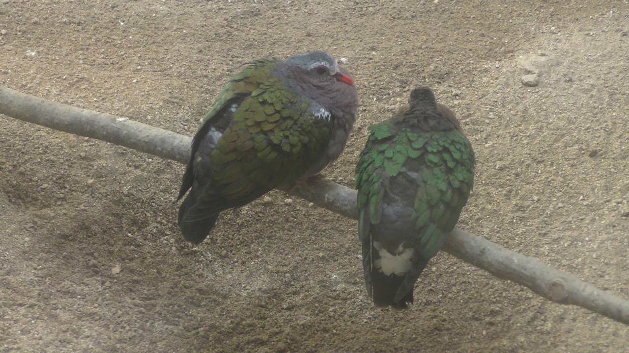 キンバト