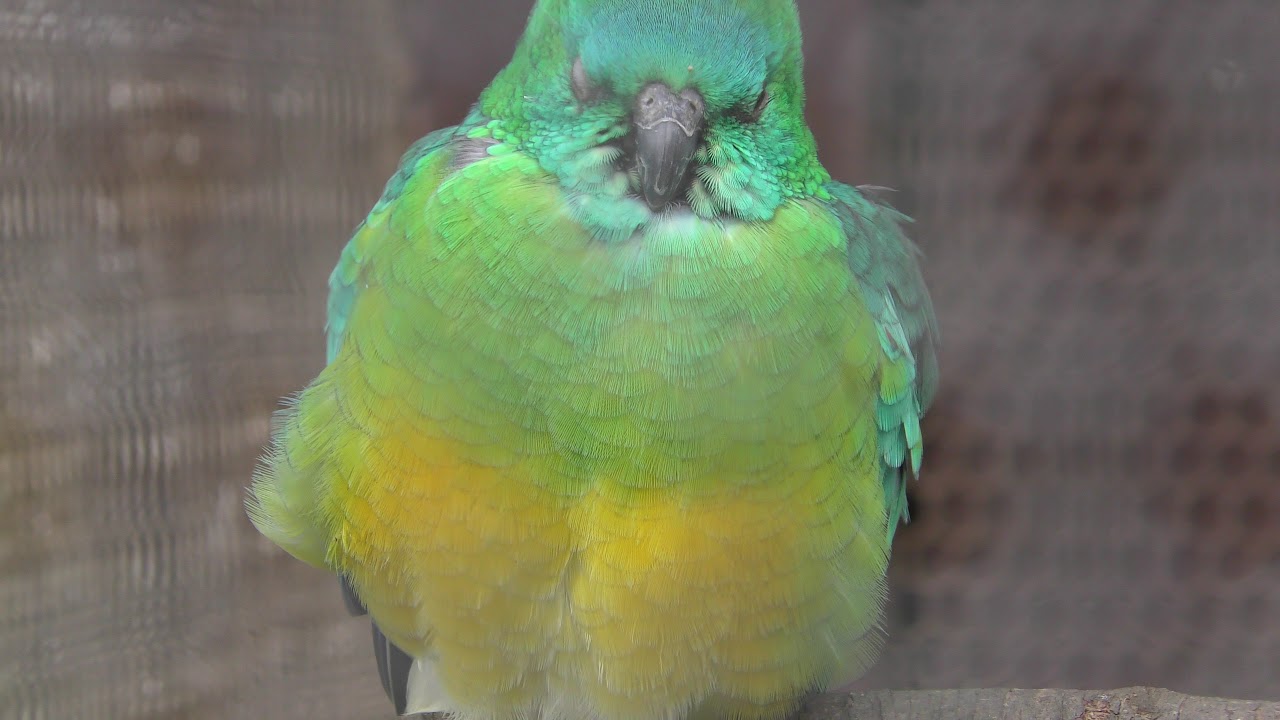 ビセイインコ