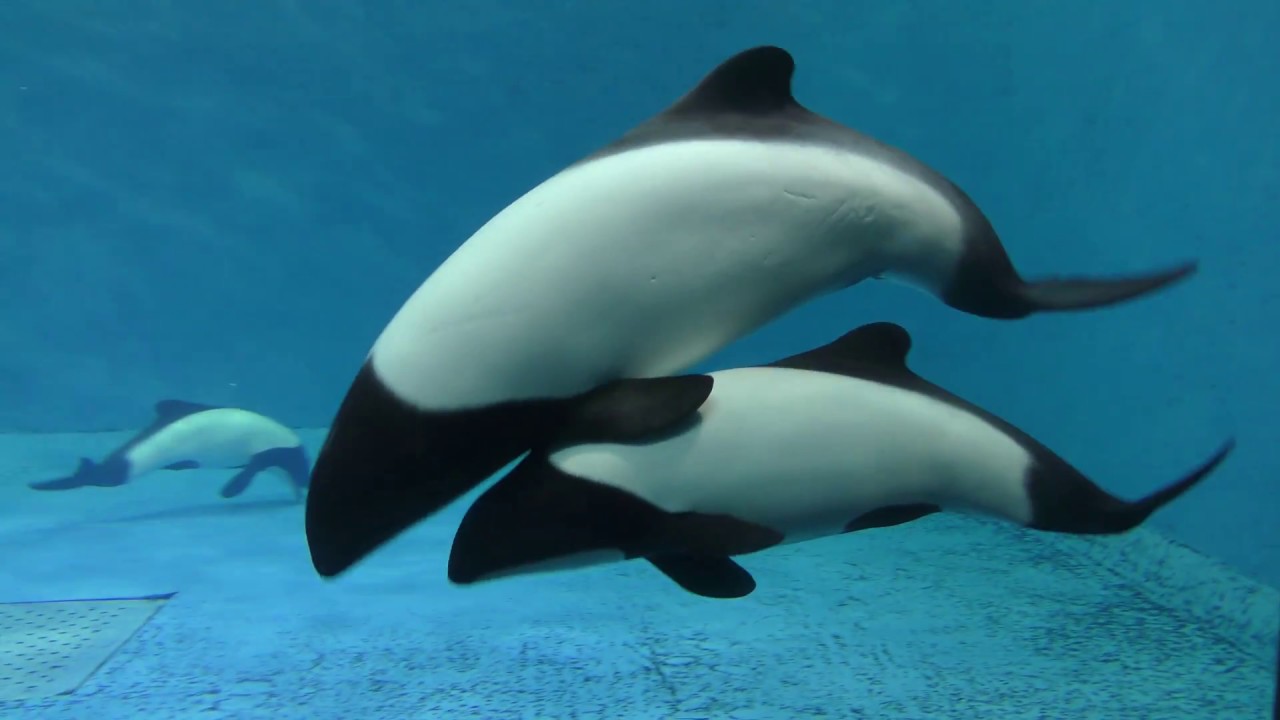 Commerson's dolphin