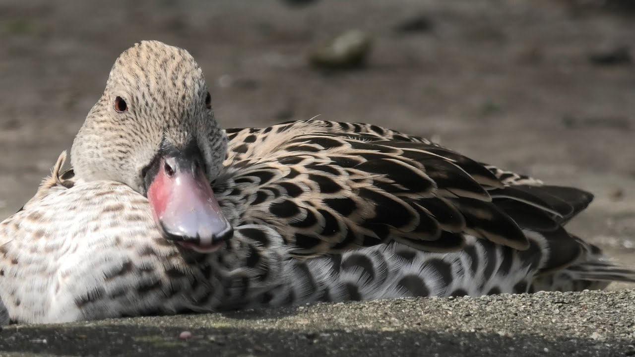 アカハシコガモ