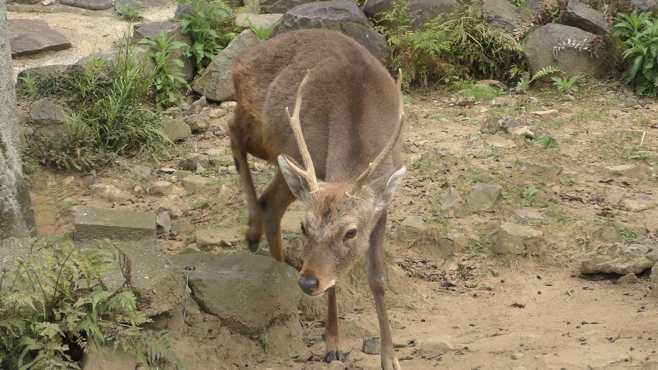 ツシマジカ