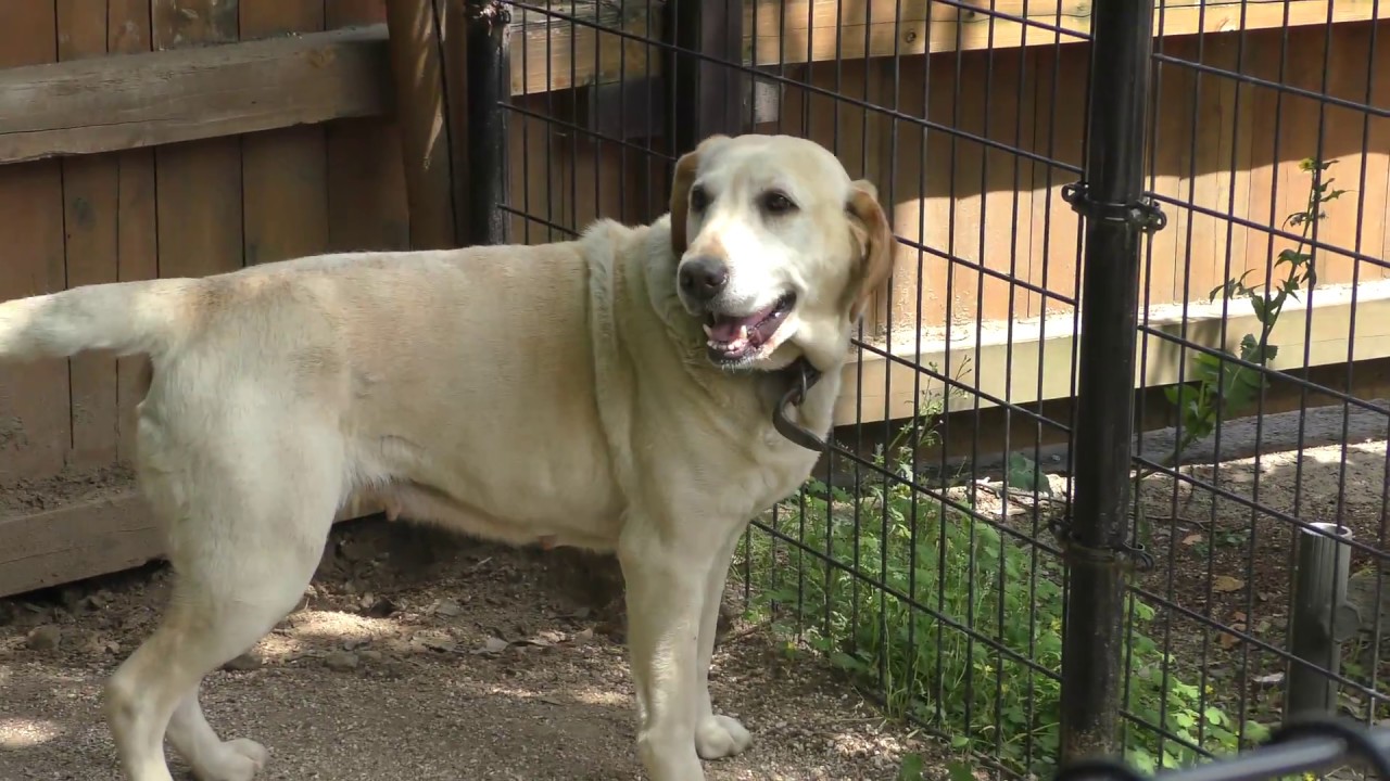 Labrador retriever