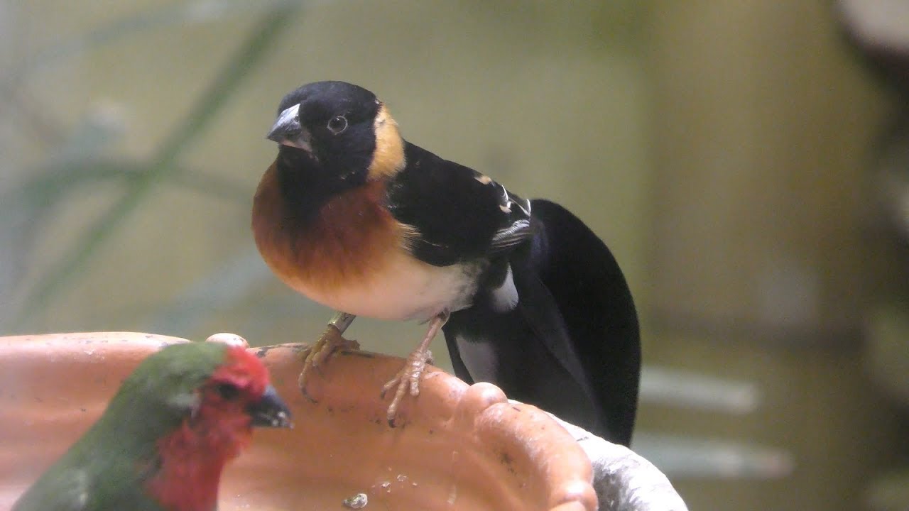 ホウオウジャク