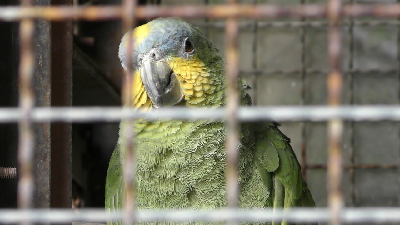 キソデボウシインコ
