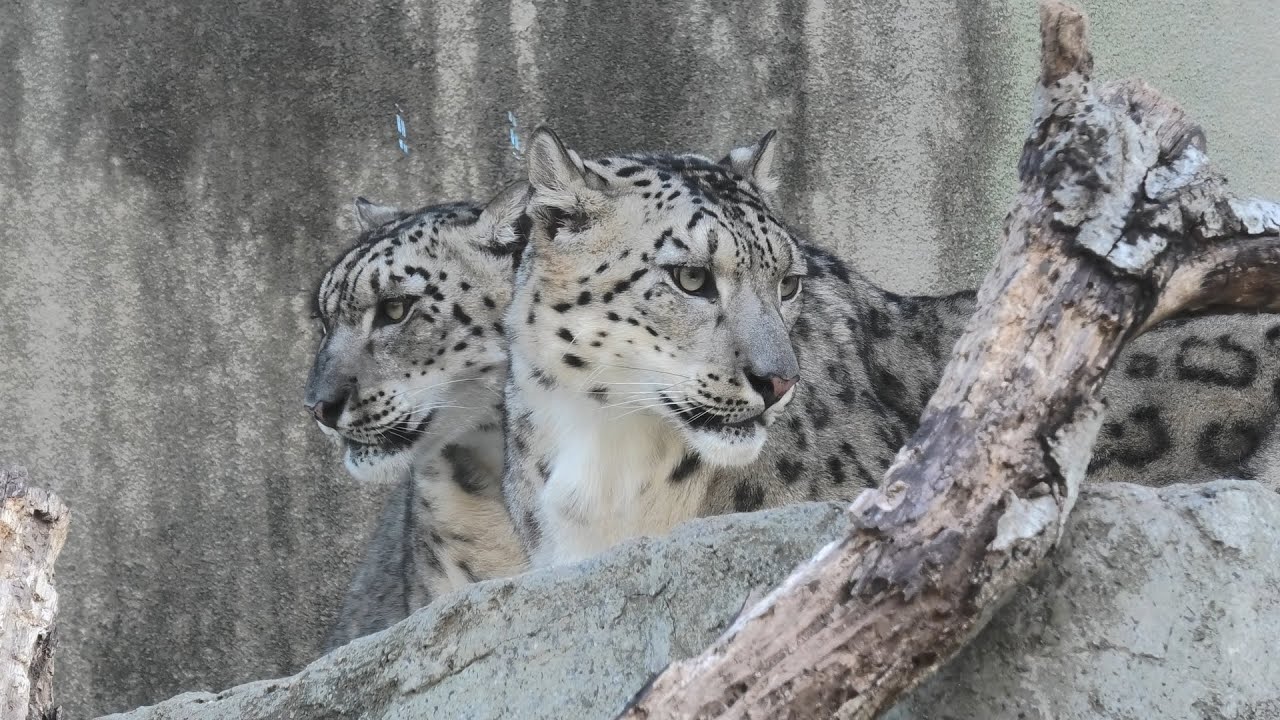 ユキヒョウ