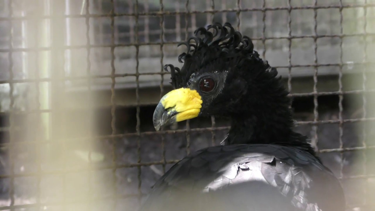 ハゲガオホウカンチョウ
