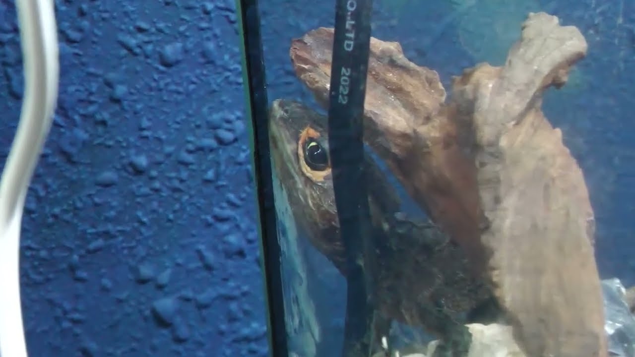 Red-eyed crocodile skink