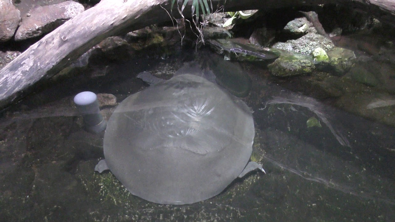 マルスッポン