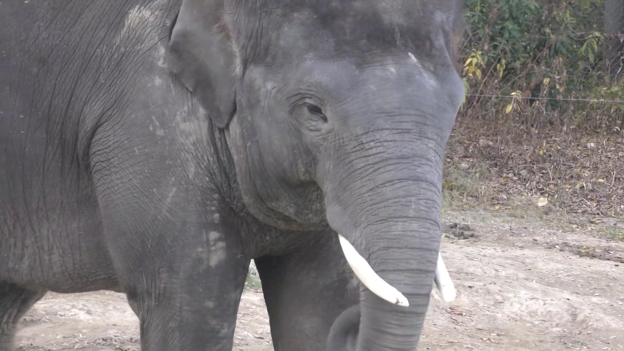 Sumatran elephant