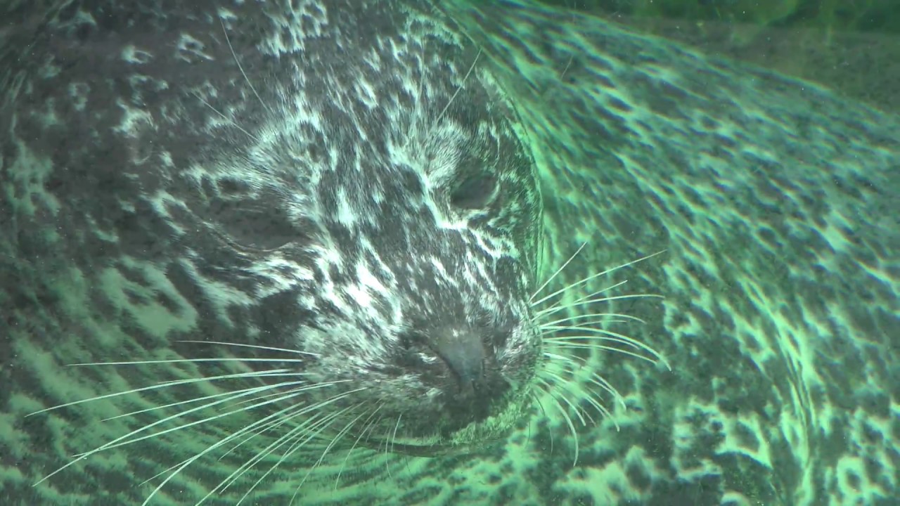 ゼニガタアザラシ