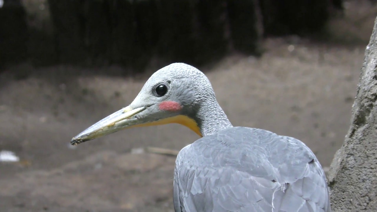 Great slaty woodpecker