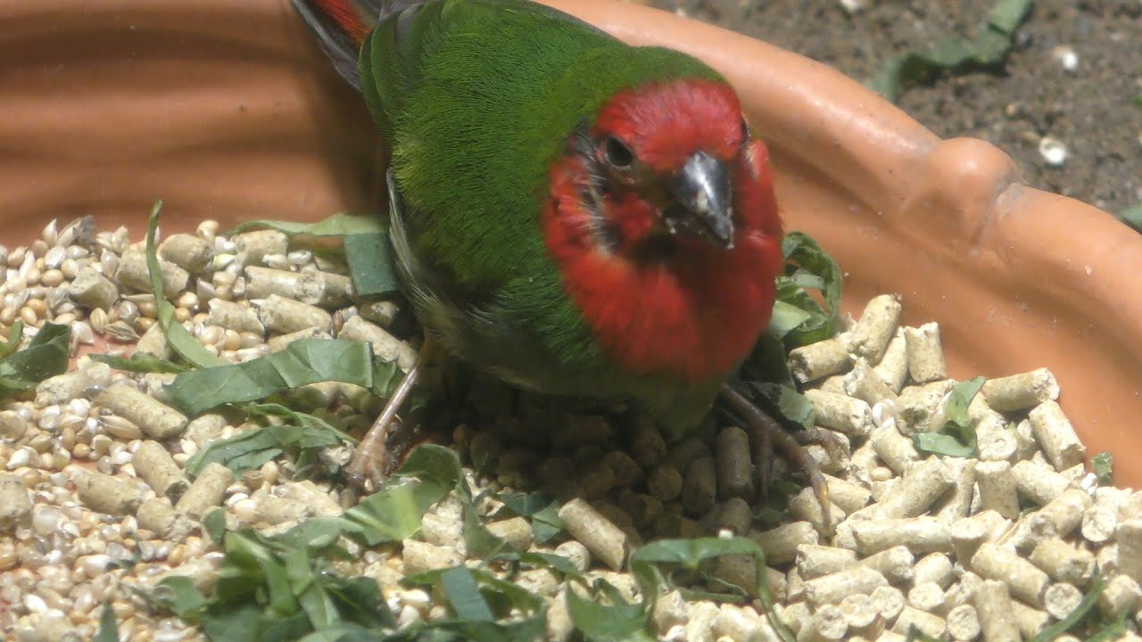 ヒノマルチョウ