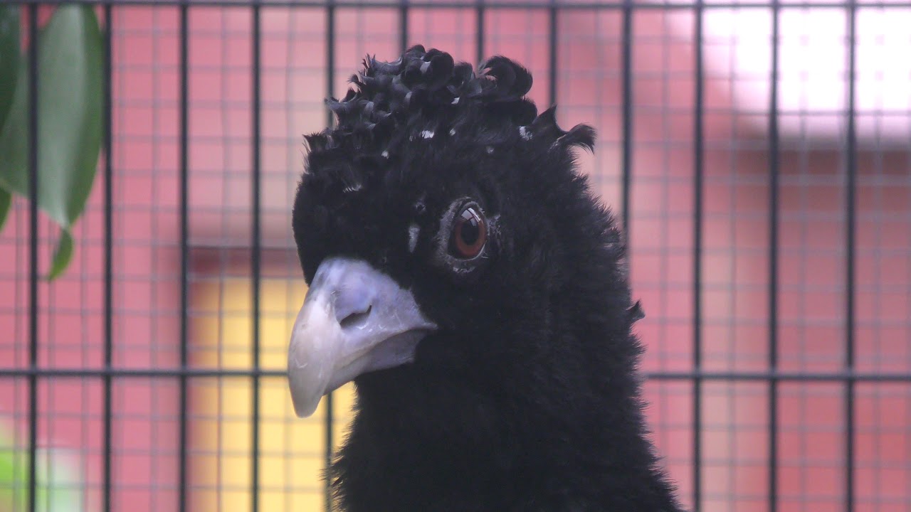 アオコブホウカンチョウ