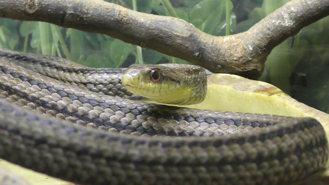 シマヘビ