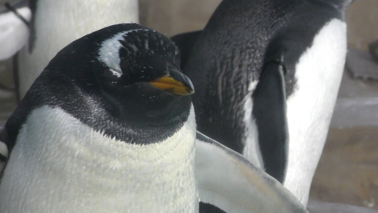 ジェンツーペンギン