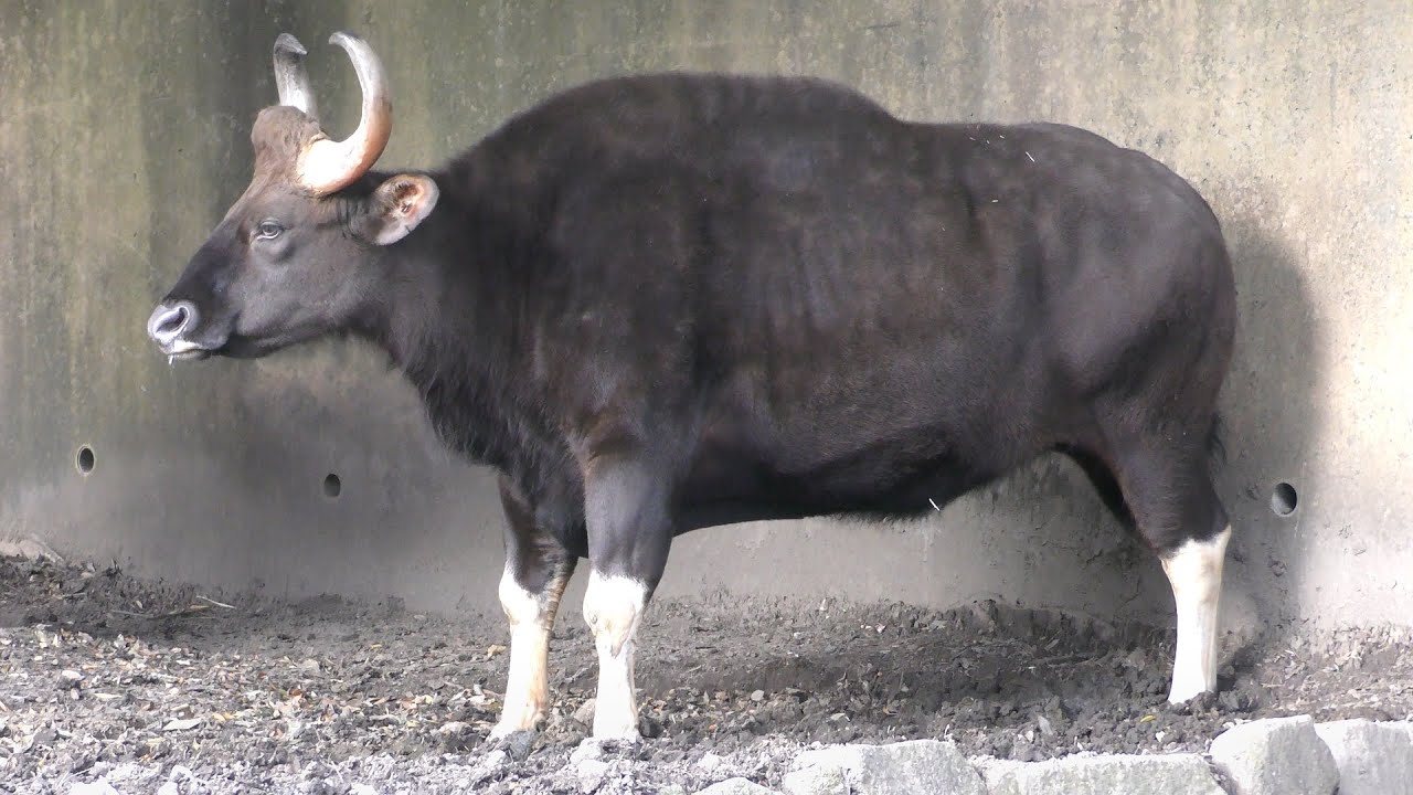 ガウル
