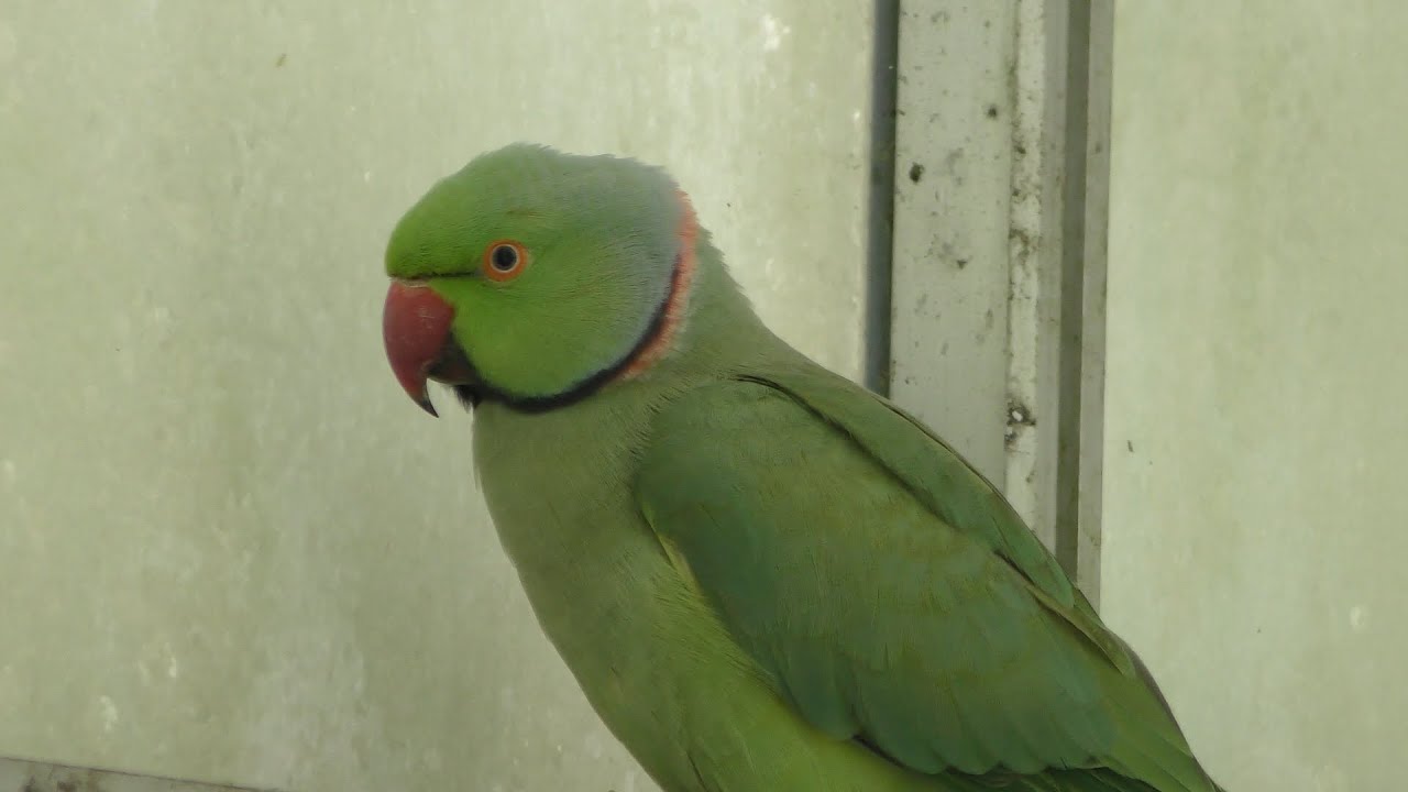 ワカケホンセイインコ