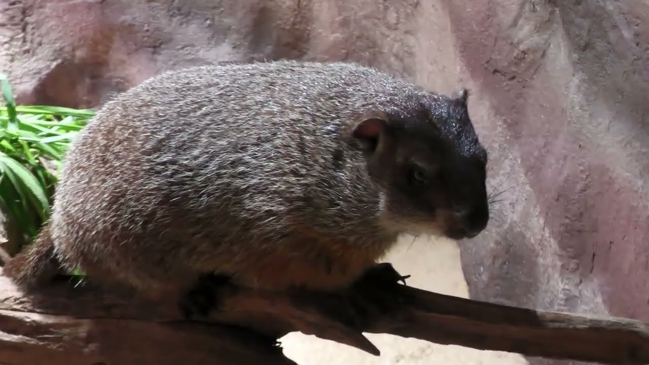 Groundhog