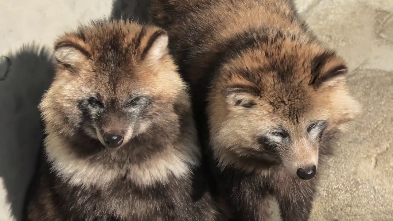タヌキ