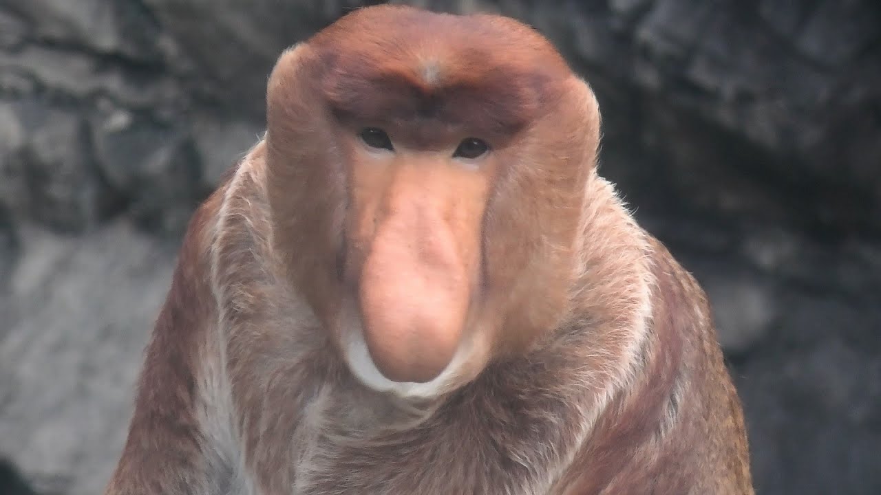 テングザル