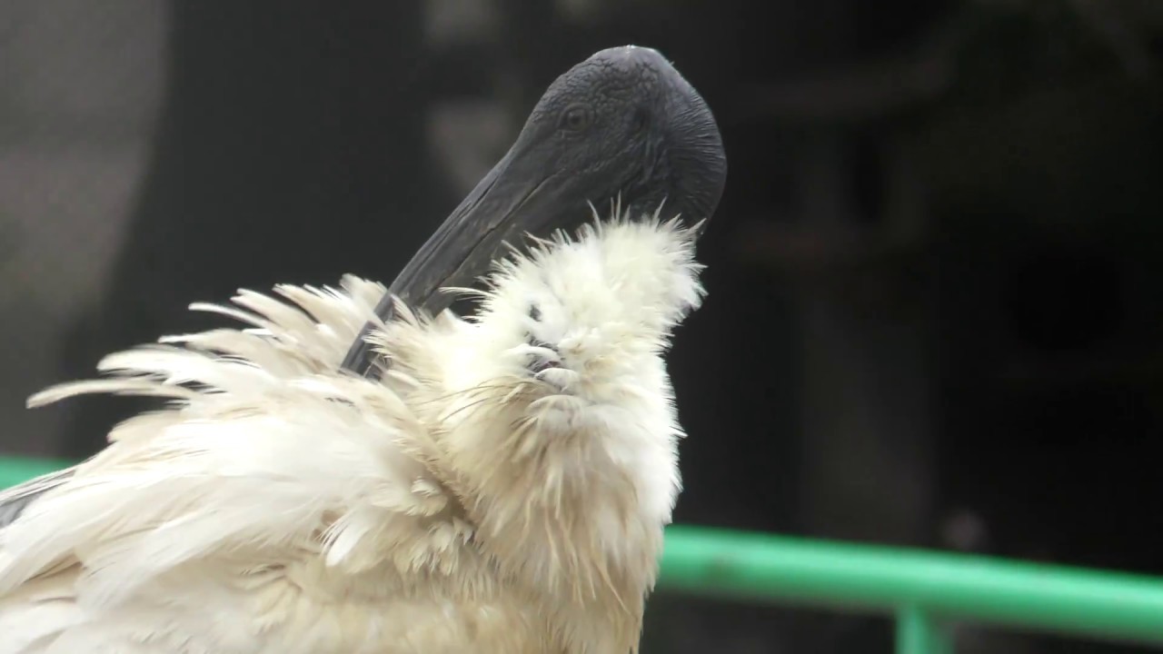 クロトキ