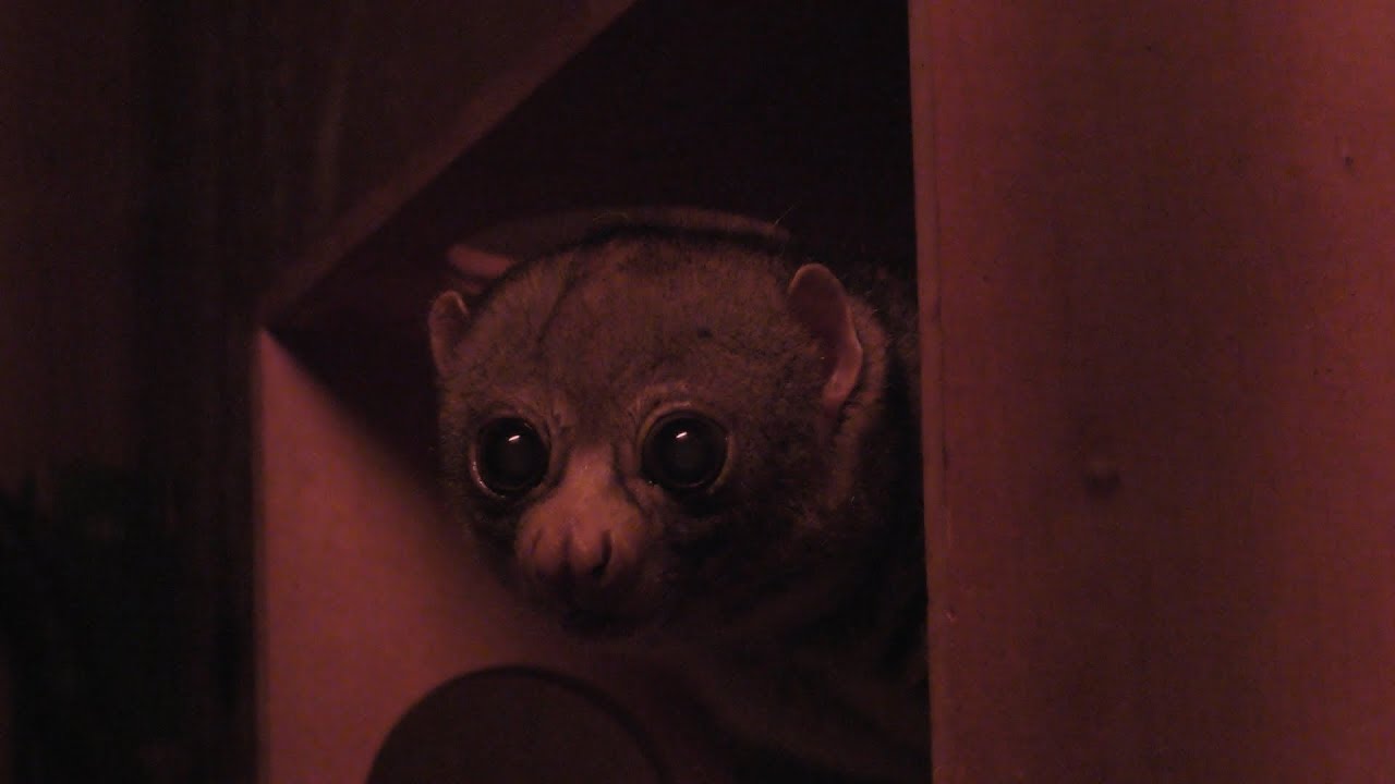 ポト
