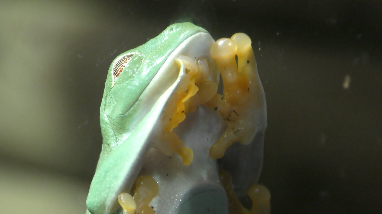 アカメアマガエル