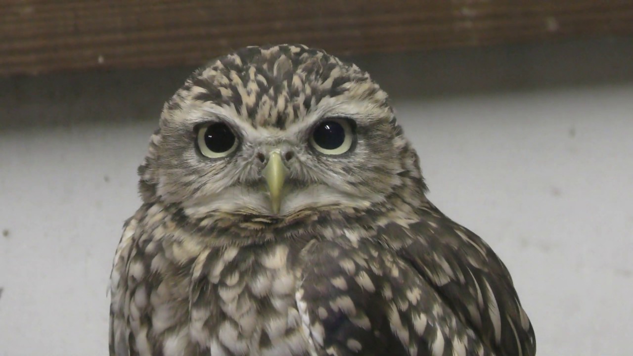 アナホリフクロウ