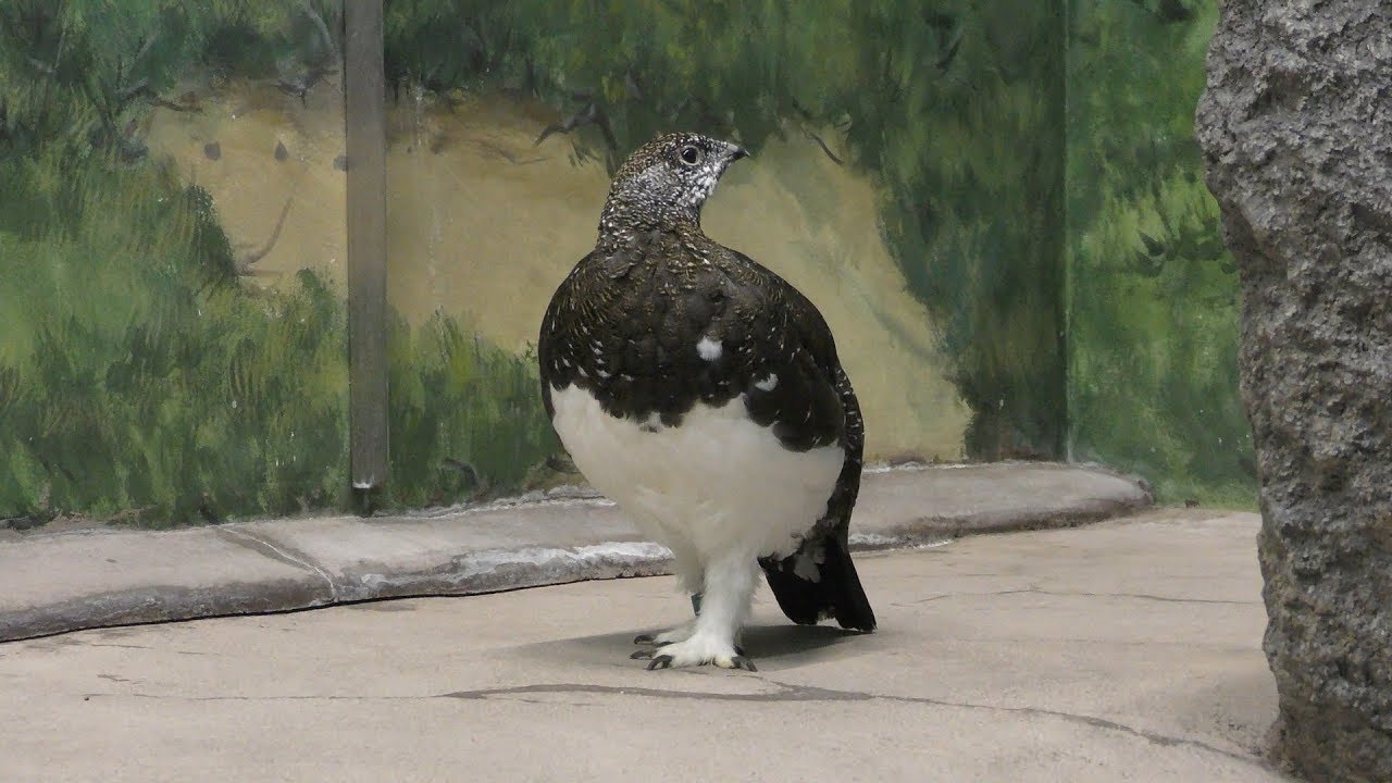 ニホンライチョウ