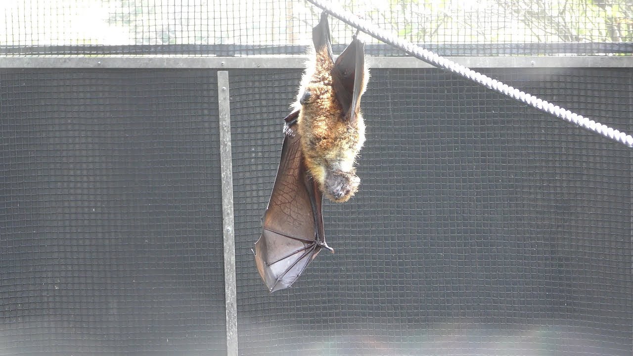 Ryukyu flying fox (inopinatus)