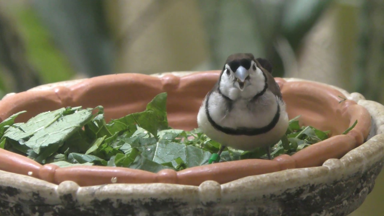 カノコスズメ