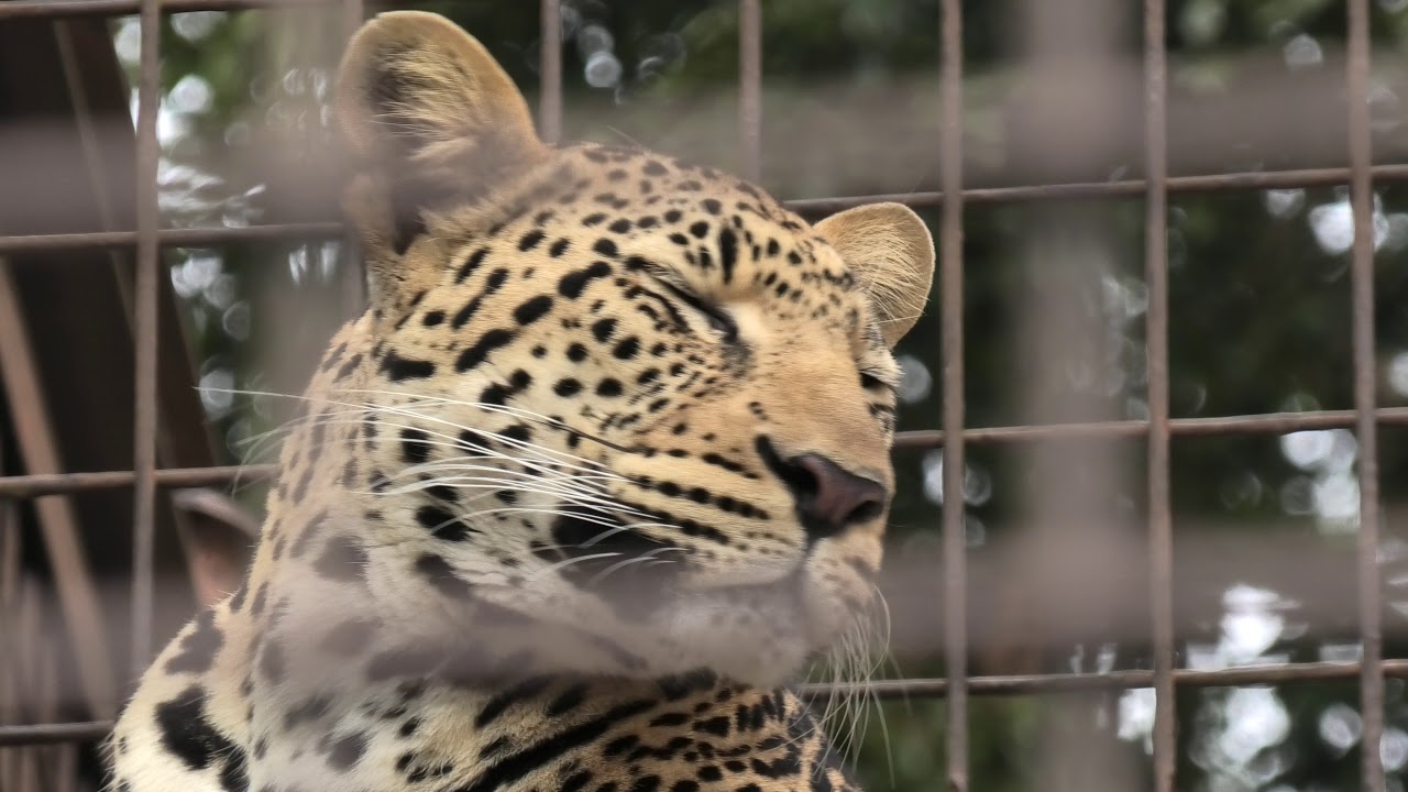 ヒョウ