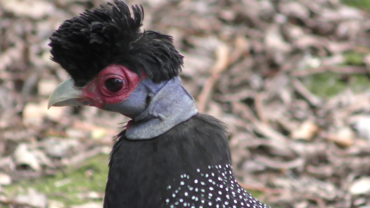 カンムリホロホロチョウ